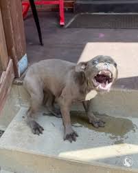 Dog